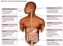 Digestive System Summary Flashcards Quizlet