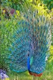 ali coskun ozeren adli kullanicinin sevimli canlilar cute living things panosundaki pin guzel kuslar evcil hayvanlar hayvanlar