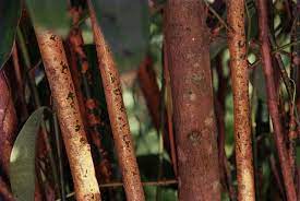 How To Grow Cinnamon Trees To Plant Fragrant Plants