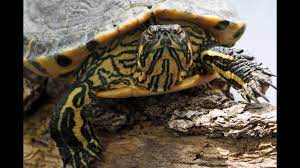 My Turtle's Eyes Won't Open: What To Do? – The Turtle Hub