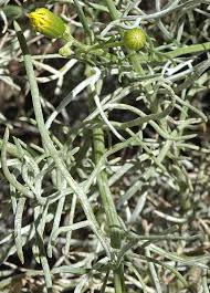 Image result for Senecio letouzeyanus