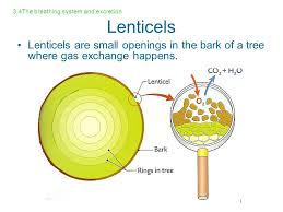 Annotated plant cell parts diagram. Plant Exchange And Excretion Ppt Video Online Download