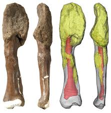 Your leg has four bones (the femur, the patella, the tibia, and the fibula). New Research Shows Dinosaurs Suffered From Malignant Cancer Too Npr