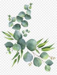 Find Hd Branch Leaves Florals Branches Zweig Watercolor Eucalyptus Clipart Hd Png Download To Search Flower Png Images Leaf Drawing Floral Watercolor