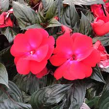 Image result for Impatiens irvingii