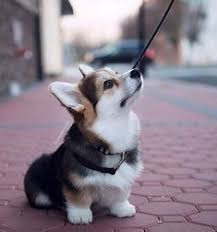 Check spelling or type a new query. 880 Pembroke Welsh Corgi Puppies Ideas In 2021 Corgi Cute Puppies Puppies
