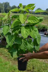 We explain when they need a warmer location and what you should pay attention to during the winter. Growing Hydrangeas From Cuttings In The Fall Or Winter Mike S Backyard Nursery
