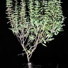 Image result for Centemopsis filiformis