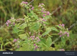 Image result for Ethulia conyzoides