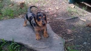 Mini dachshund breeders near me : Dachshund Puppies Pets And Animals For Sale North Carolina