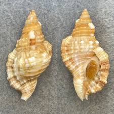 Image result for Monotes hypoleucus