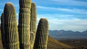 Learn how to grow great and healthy cactus plants indoors, including tips for both desert cacti and the forest cacti. 8 Things You Might Not Know About The Saguaro Cactus