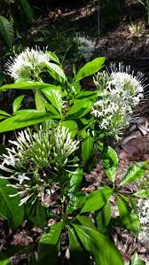 Image result for Pavetta uniflora