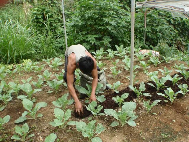 The Cacao Project Tackles Food Insecurity in the Philippines