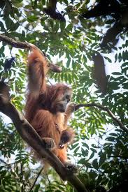 A Female Tapanuli Orangutan One Of A Species That Was Only Identified In 2017 And Is Already On The Endangered List Thanks T Orangutan Animals Animal Species
