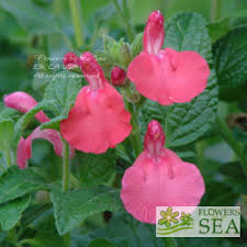 Image result for Sebaea microphylla