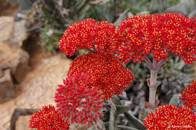 Image result for Crassula perfoliata