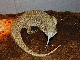 Dope Reptiles