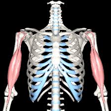 You've got knowledge of anatomy so let's refresh your memory and speak about parts of the body. Getbodysmart On Twitter I M Starting To Make Available Rotating 3d Images Of The Muscles From Bodyparts3d Http T Co Rkd8juyuta Http T Co 89rs8iyslv