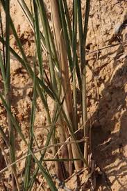 Image result for Cenchrus macrourus