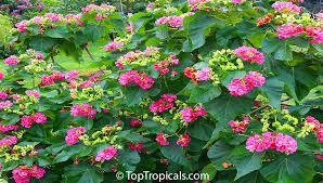 Image result for Dombeya