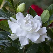 See more ideas about gardenia, gardenia plant, planting flowers. All About Grafted Gardenias