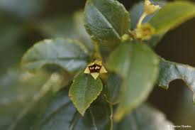 Image result for Rhamnus prinoides