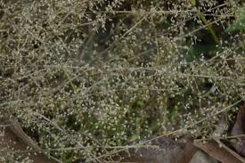 Image result for Coelachne