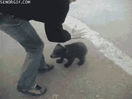 When Baby Grizzlies Attack Gif Funny Wild Animals Bear Attack Baby Animals Funny