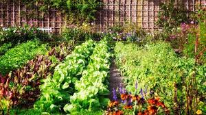 Logically, vegetable plants that don't receive enough water can eventually die. Flowers That Shouldn T Be Planted Near A Vegetable Garden