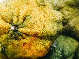 Maybe you would like to learn more about one of these? Jamaican Ugli Fruit What Is The Ugly Orange