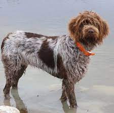 German wirehaired pointer pups for sale, born 30/04/21 mother and father excellent temprament.good with children and other dogs,for pets or work. Wirehaired Pointing Griffon Puppies For Sale Adoptapet Com
