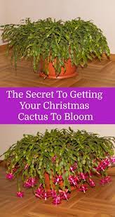 Christmas Cactus Care More Blooms Propagate Identify Holiday Cacti Christmas Cactus Plant Christmas Cactus Cactus Care