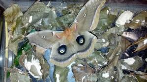 When they hatch they will spray this liquid that smells like coffee. Raising Polyphemus Moths Nature Into Action