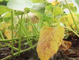 The towers are filled with compost/topsoil mix and straw. How To Fight Sweet Potato Wilt And Other Diseases Diy