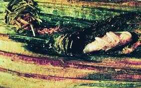 Image result for Dewildemania stenophylla