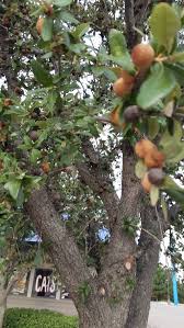 Some fruit trees also require the winters to be longer and colder than other fruit trees. Identifying A Weird Texas Tree Biology Stack Exchange