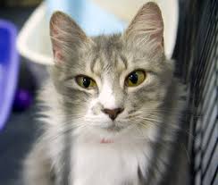 Search through thousands of adverts for kittens & cats for sale in the uk, from pets4homes, the uks most popular free pet classifieds. Coronavirus Covid 19 Faq The Humane Society Of The United States