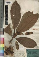 Image result for Terminalia macroptera