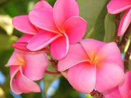 File Starr 070124 3787 Plumeria Rubra Jpg Plumeria Flowers Beautiful Flowers