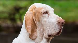 5 / 5 386 мнений. Bracco Italiano Price Temperament Life Span