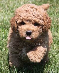 Note goldendoodles are also known as groodles, golden poos, goldie poos and can also be miniature (mini) sized. 3 Types Of Mini Goldendoodles Colors Sizes And Coats Explained