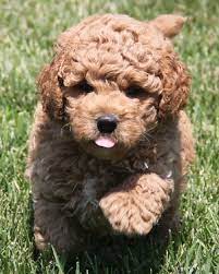Mini golden doodle coloring pictures. 3 Types Of Mini Goldendoodles Colors Sizes And Coats Explained