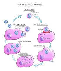 Maybe you would like to learn more about one of these? Virus Pathology Dictionary Mypathologyreport Ca