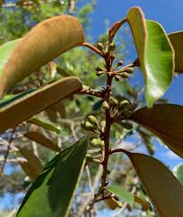 Image result for Chrysophyllum welwitschii