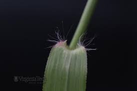 Image result for Eragrostis canescens