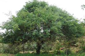 Image result for Albizia brevifolia