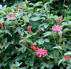 Image result for Passiflora mollissima