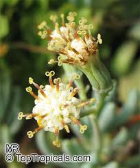 Image result for Senecio sp.no.1