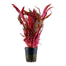 Several cultivars are used as ornamental plants in aquaria. Alternanthera Reineckii Pink Tropica Aquarium Plants